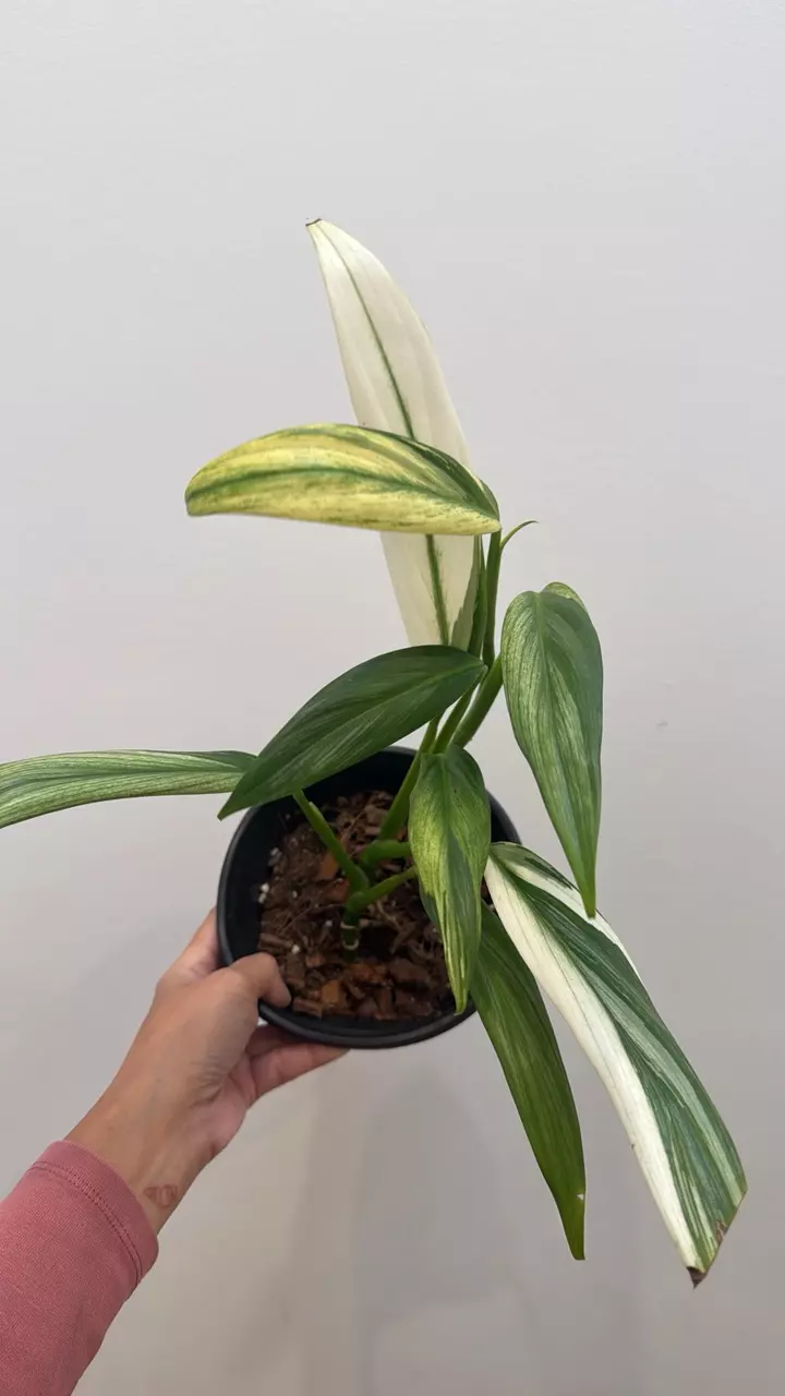 Epipremnum Amplissimum Albo thumbnail