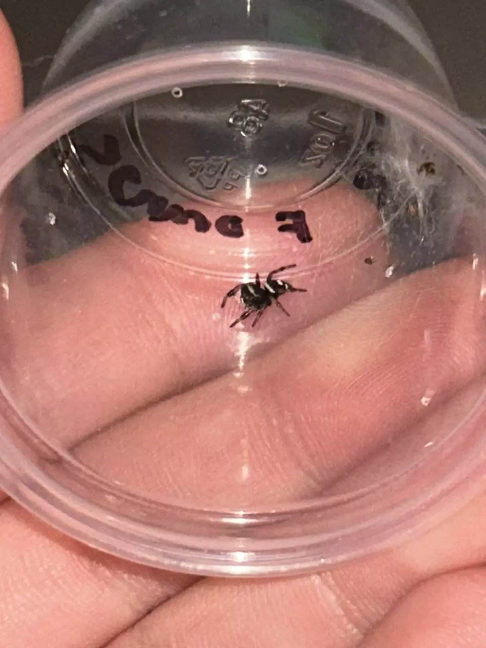 6 i6 Regal Jumping Spiders for $100 thumbnail