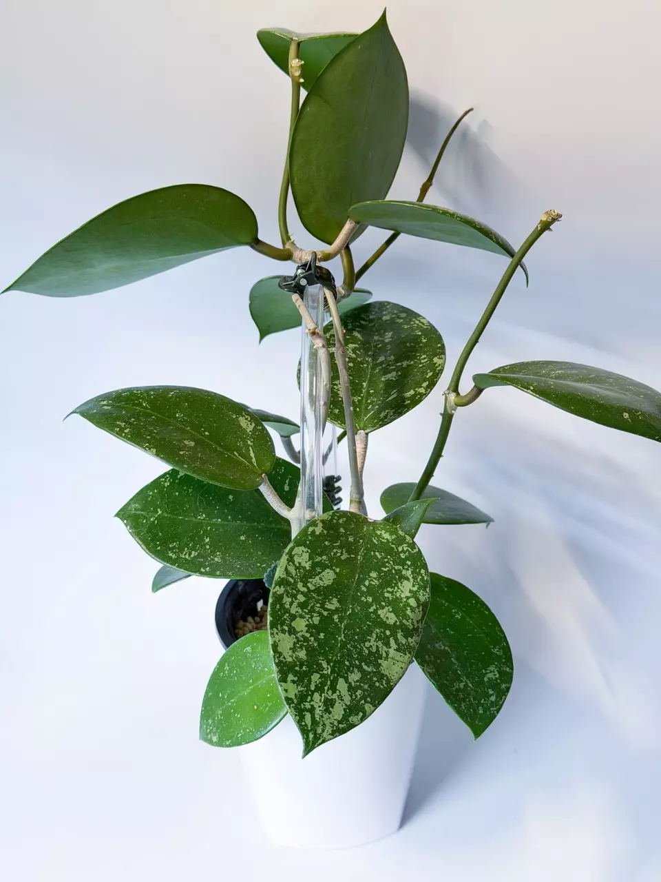 Hoya Verticillata Splash thumbnail