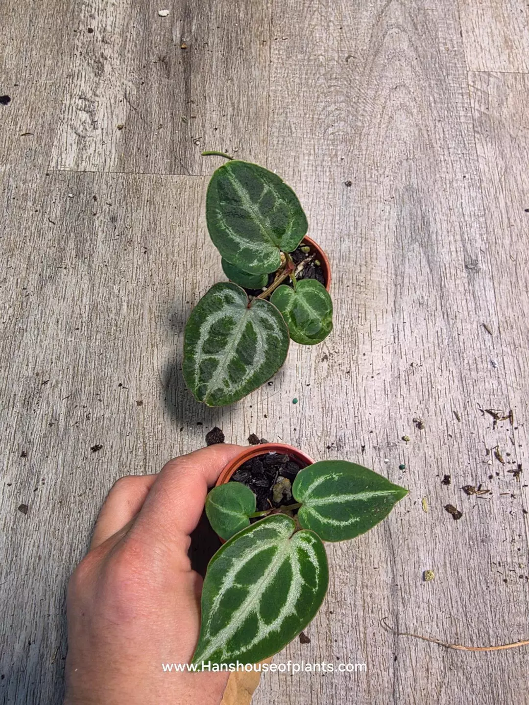 2" Anthurium Pink lemonade x noid thumbnail