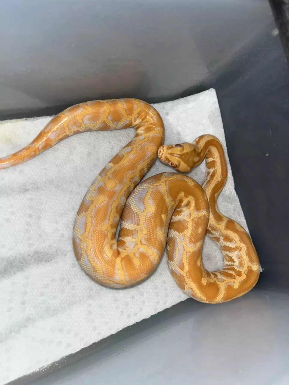 Albino Burmese python male (LAST ONE!) thumbnail