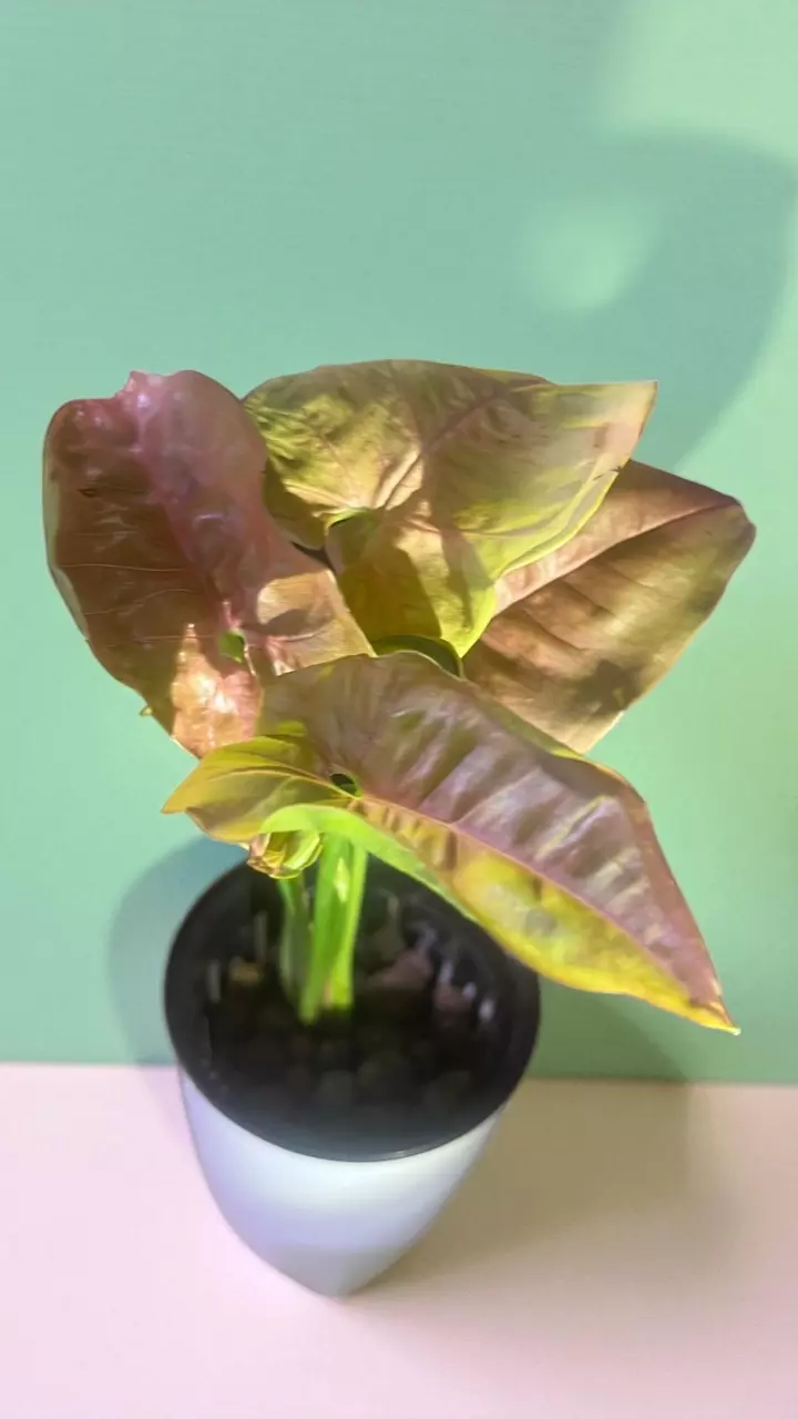 Strawberry Cream' Syngonium 3” Starter Plant thumbnail