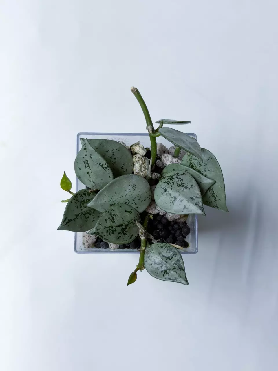 Hoya Krohniana Silver thumbnail