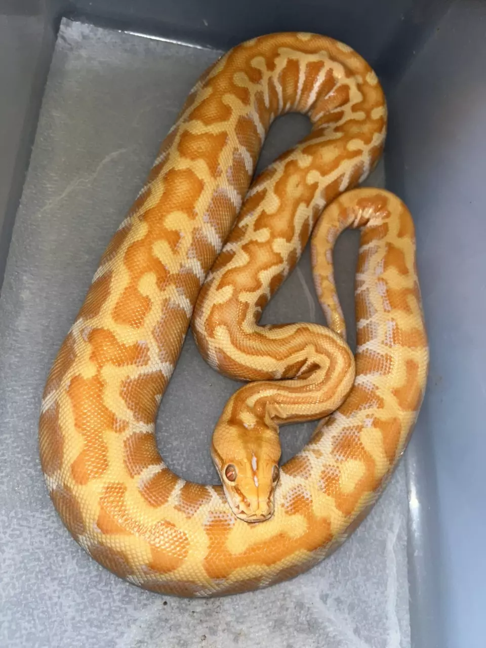 Albino Champagne male 66% het green granite thumbnail