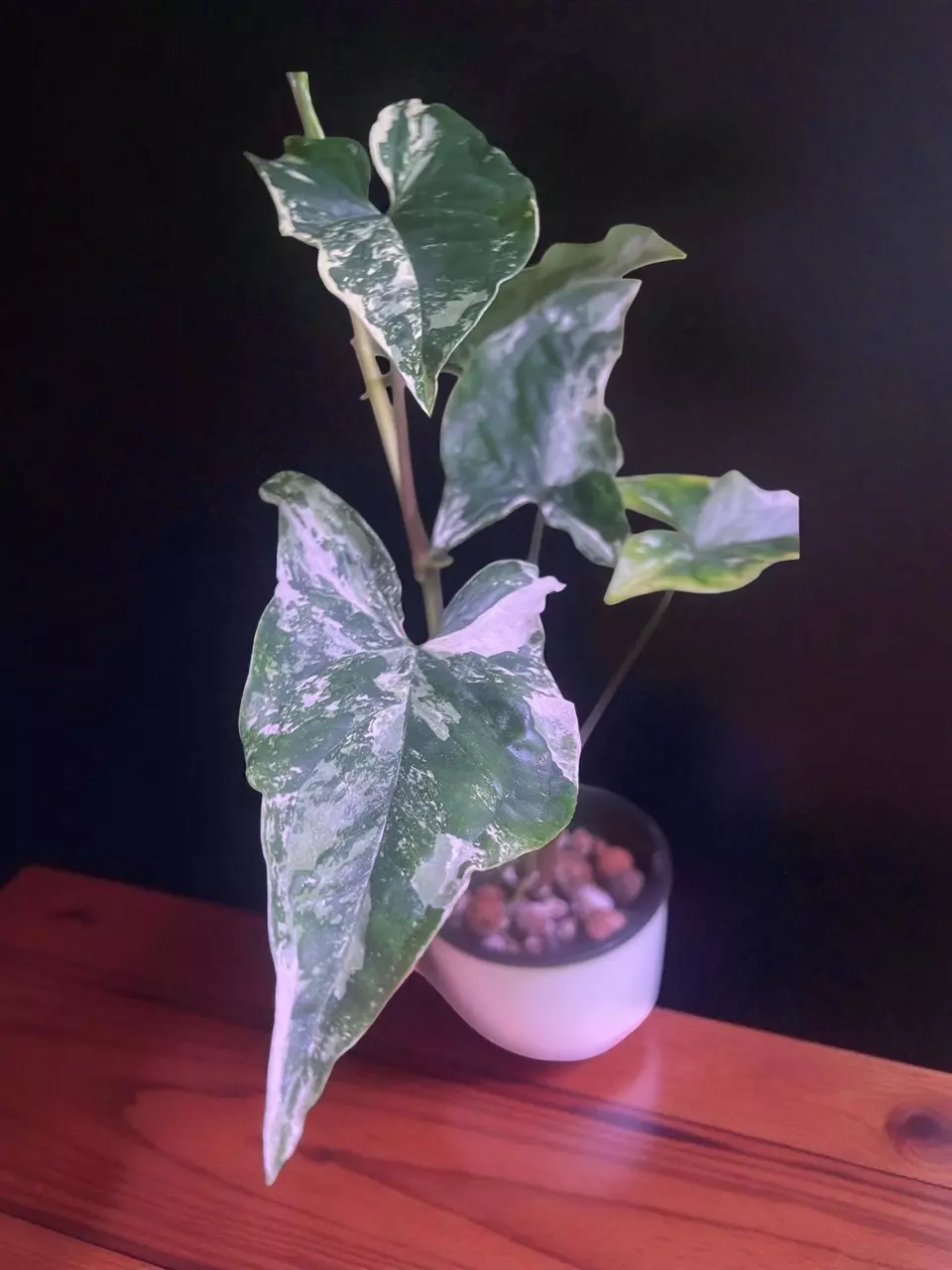 Syngonium Albo-Variegated 4" Plant thumbnail