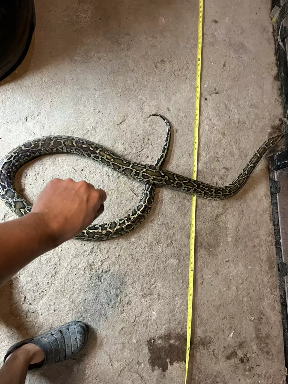 PROVEN BREEDER male 100% het pied granite albino thumbnail