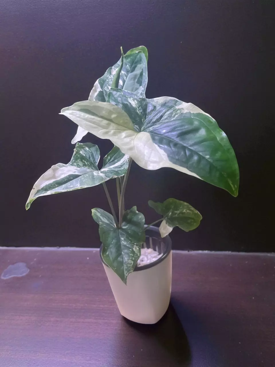 Syngonium Albo-Variegated 4” Plant (Highly Variegated) thumbnail