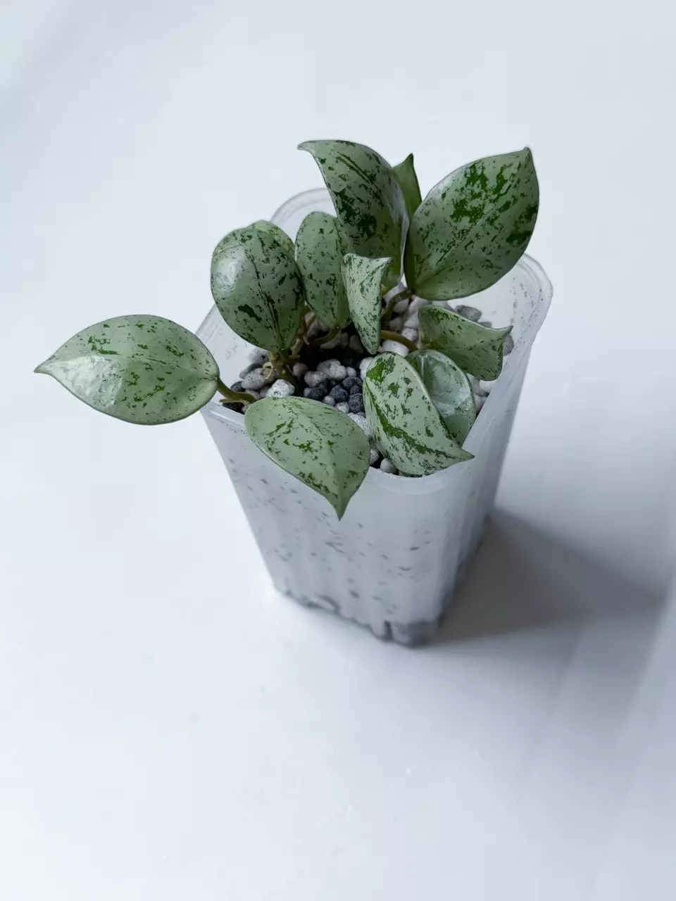 Hoya Lacunosa Sulcata thumbnail