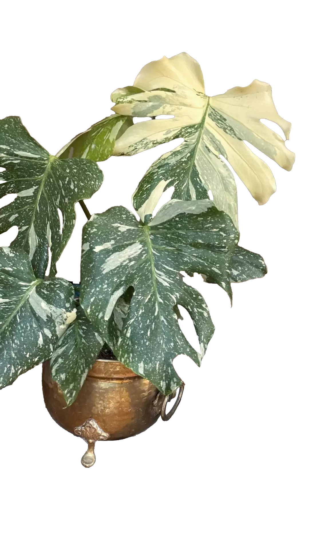 monstera albo large thumbnail