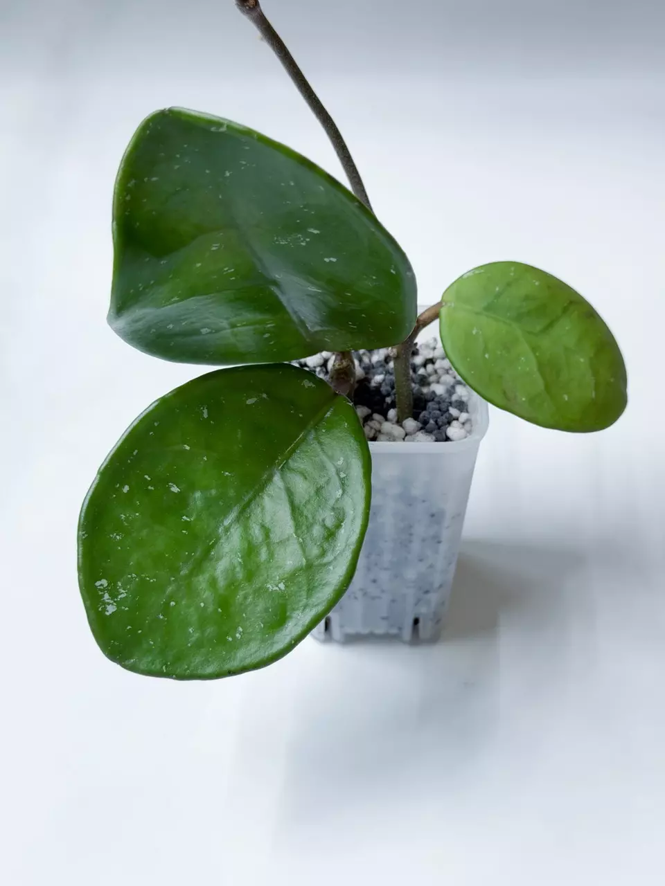 Hoya Davids Green Cup thumbnail