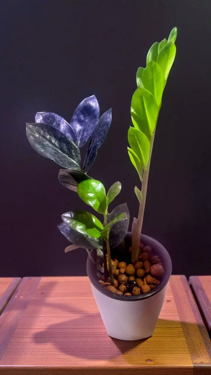 Black Raven ZZ Plant 4-inch thumbnail