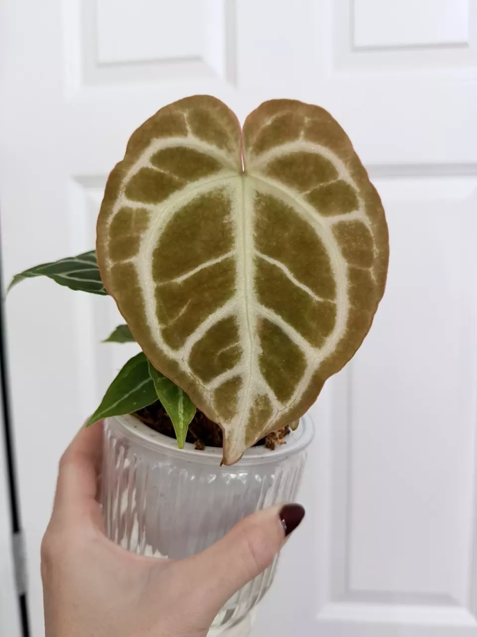 Anthurium Crystallinum Silver x Warocqueanum thumbnail