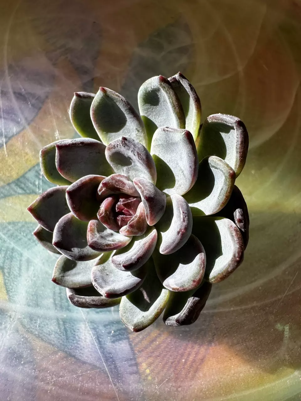 Echeveria Shygraff thumbnail