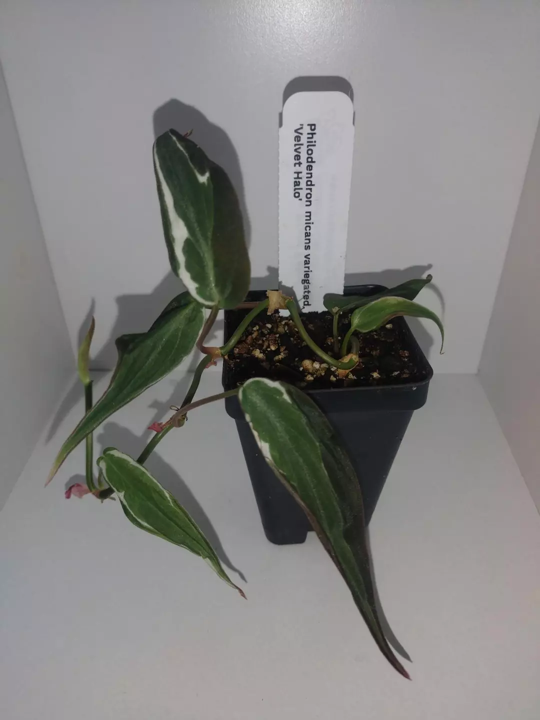 Philodendron Mican Variegated Velvet Halo thumbnail