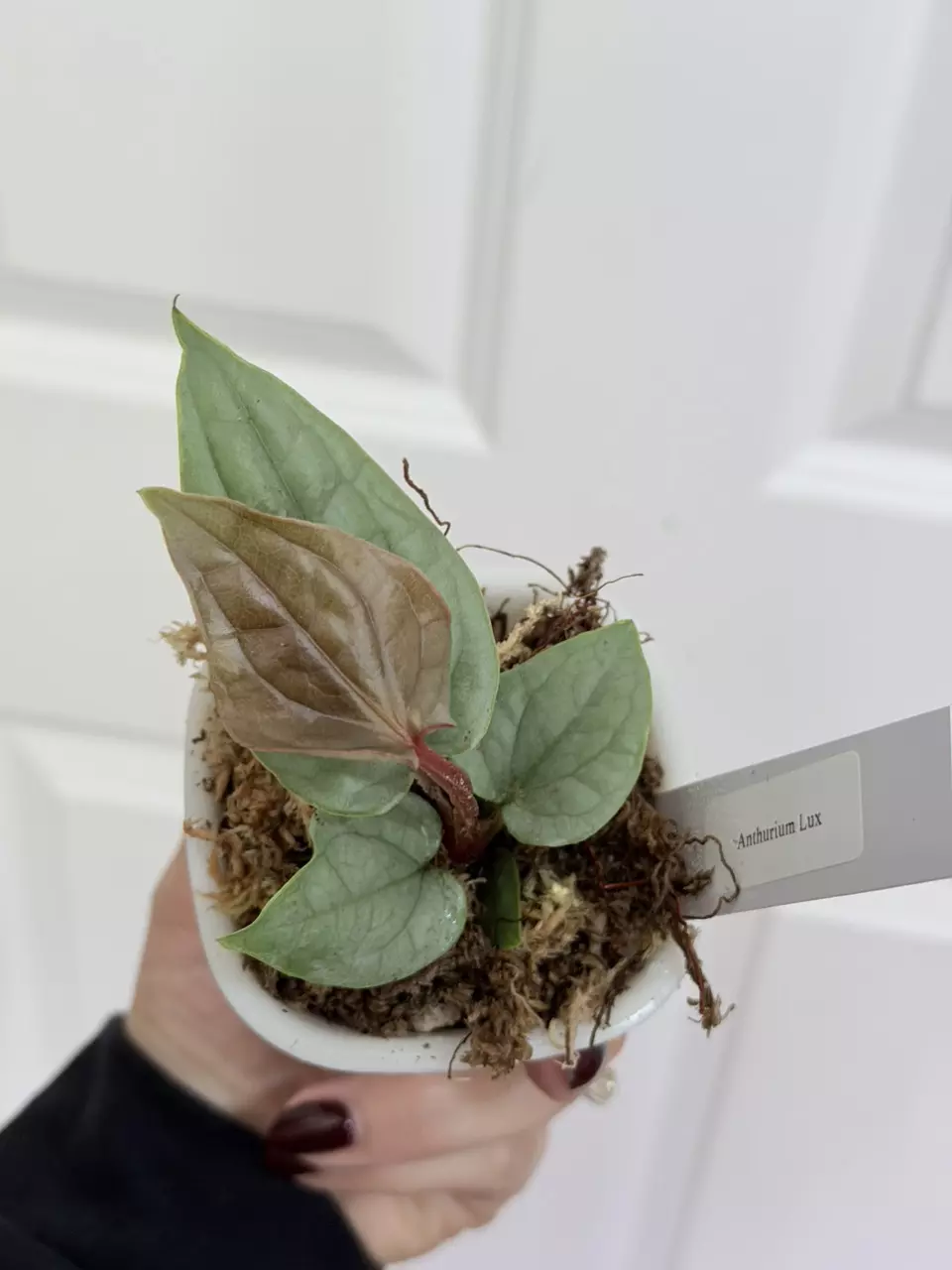 Anthurium Luxurians Platinum thumbnail