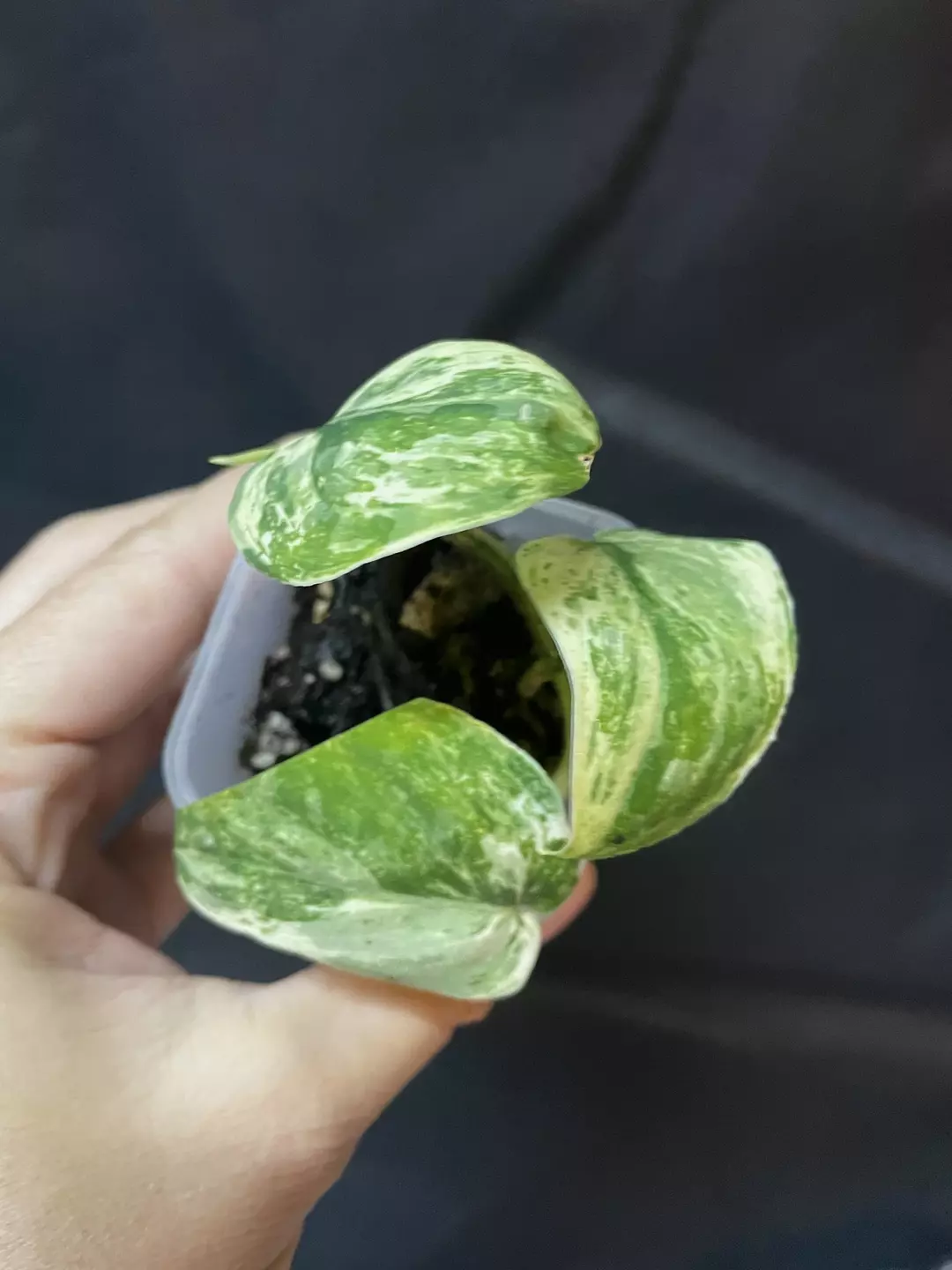 Scindapsus Jade Satin Marble  thumbnail
