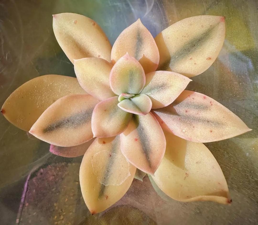 Echeveria Hanaikada variegated thumbnail