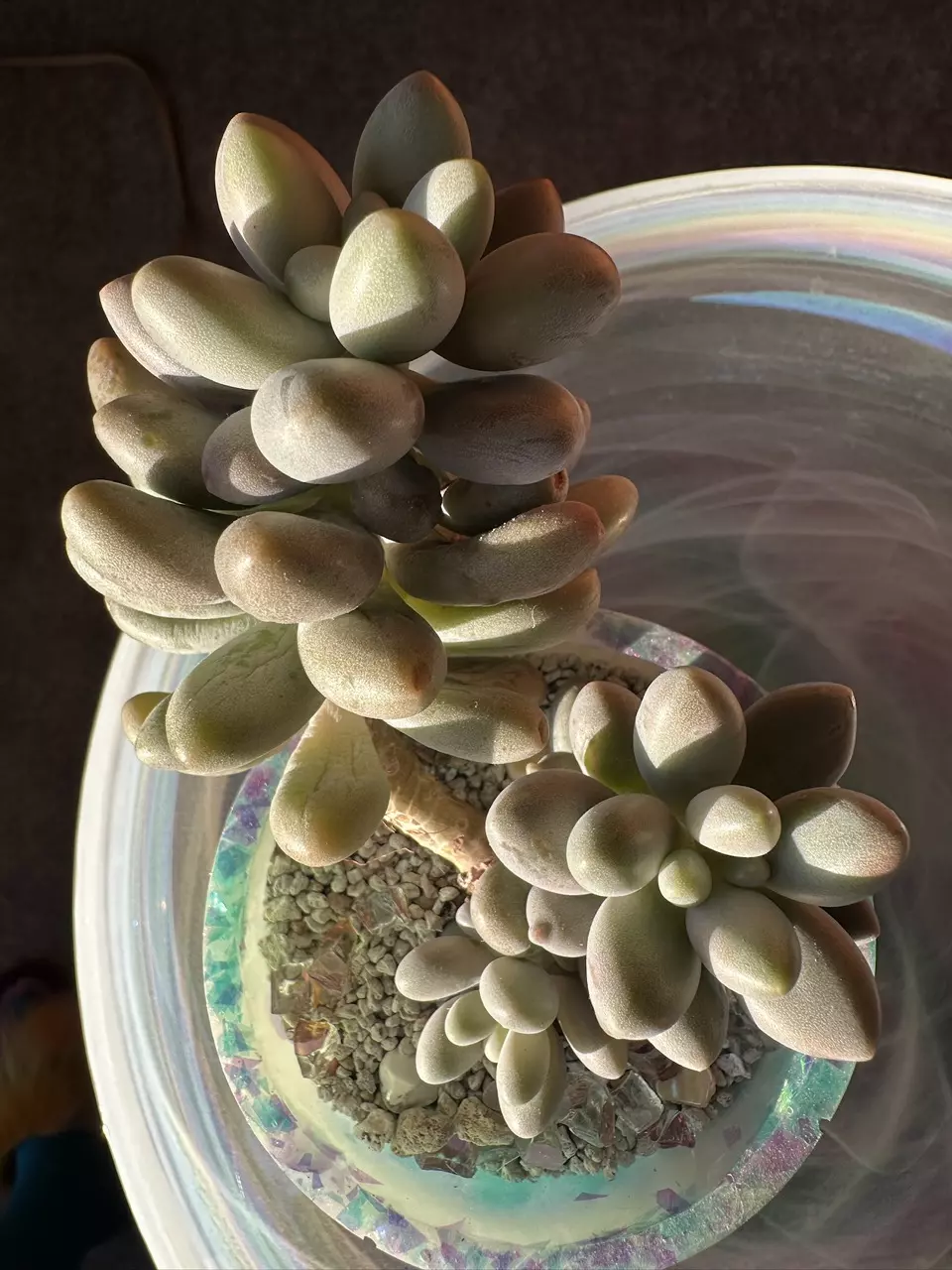 Graptopetalum Amethystinum Pink Moonstones thumbnail