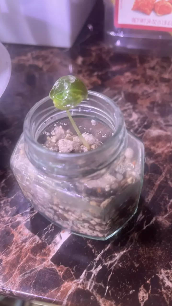 Alocasia Cuprea Red Secret Pup thumbnail