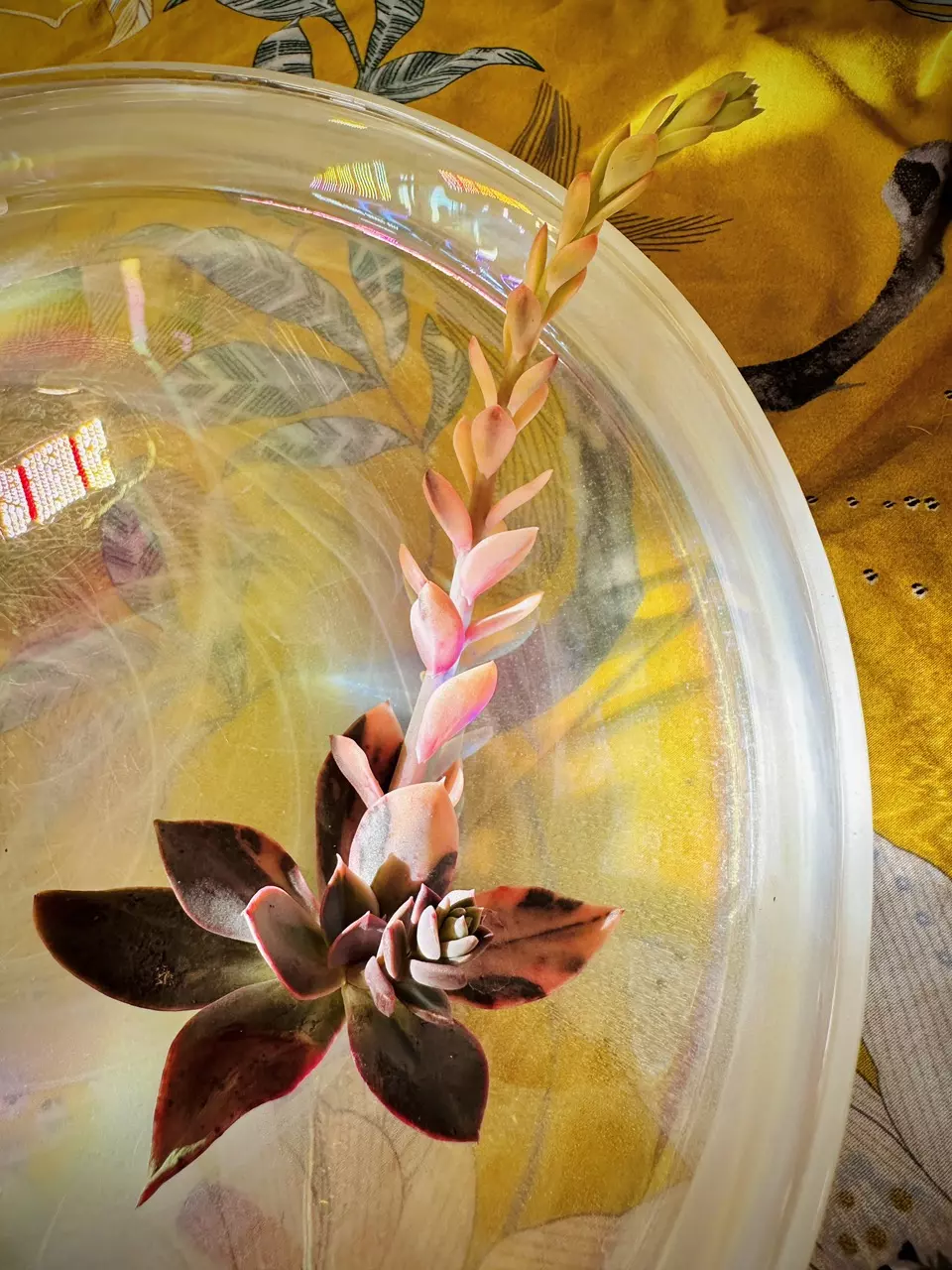 Echeveria Hanaikada variegated thumbnail