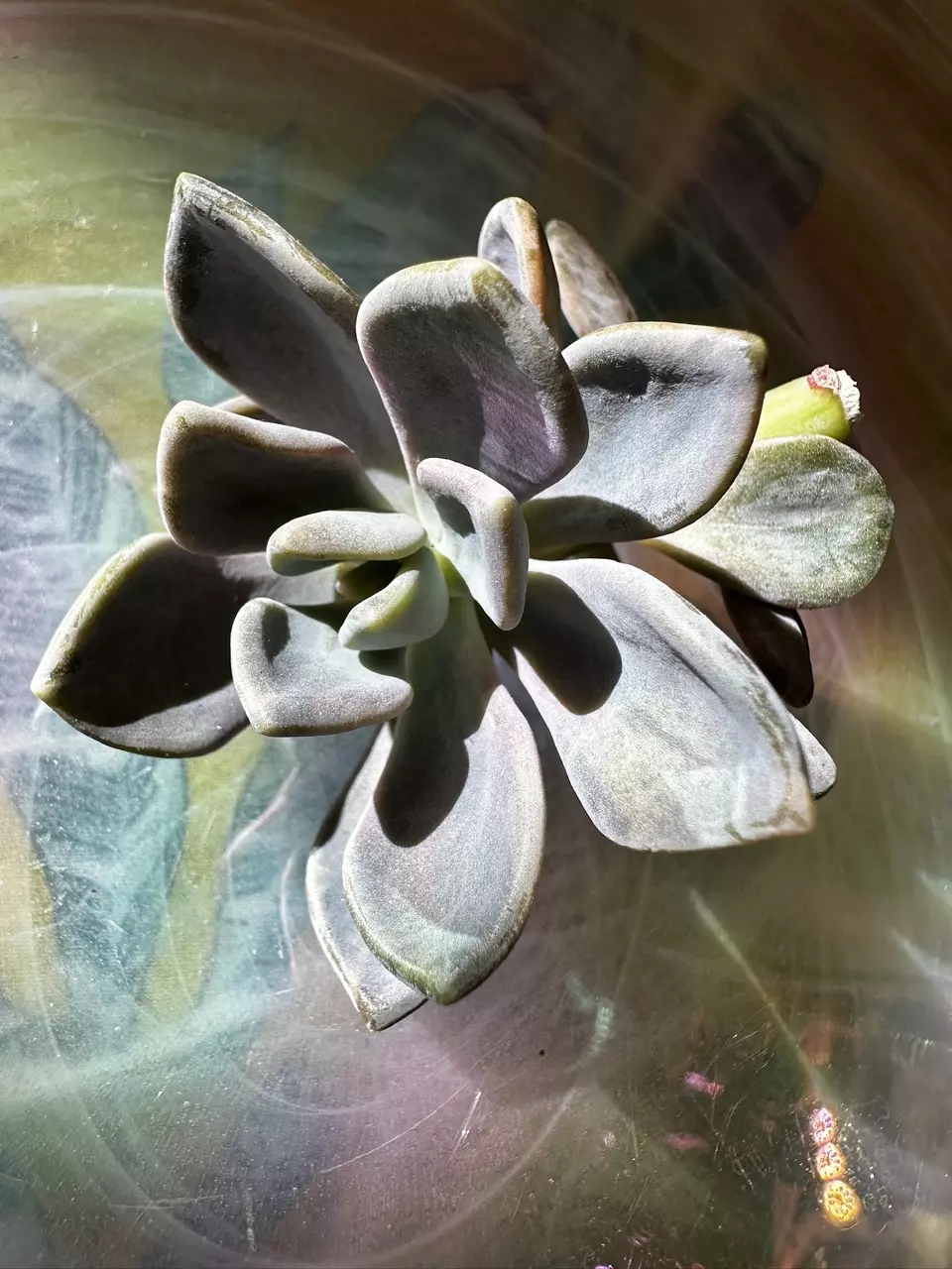 Pachyphytum pachyphytoides variegated thumbnail