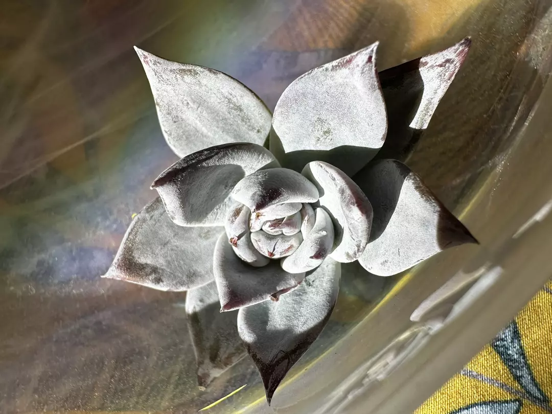 Echeveria Black Sabbath thumbnail