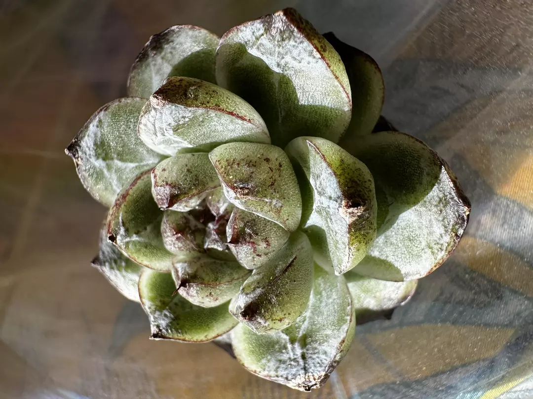 Echeveria White Soul thumbnail