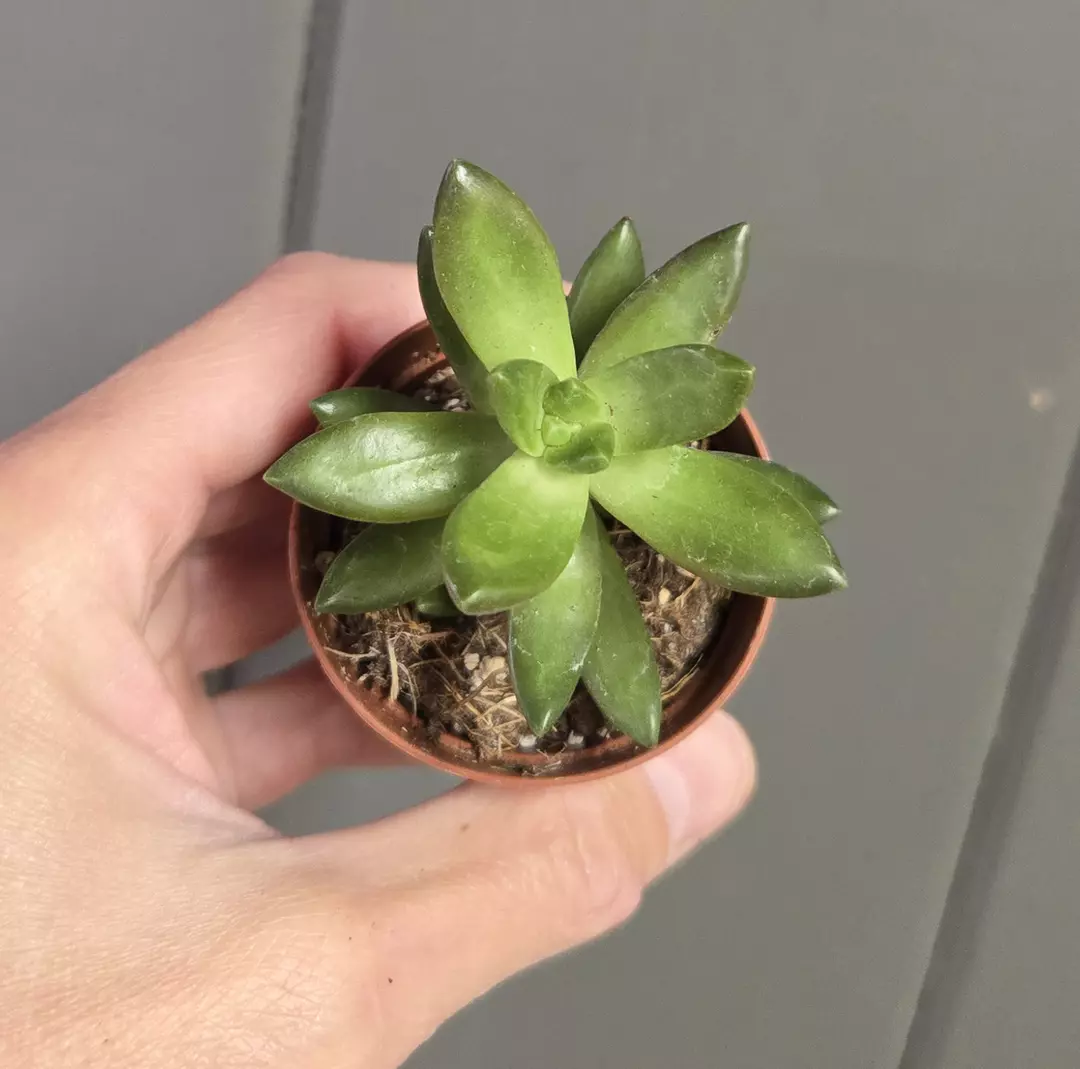 Succulent - Sedum Nussbaumerianum - 2" pot thumbnail