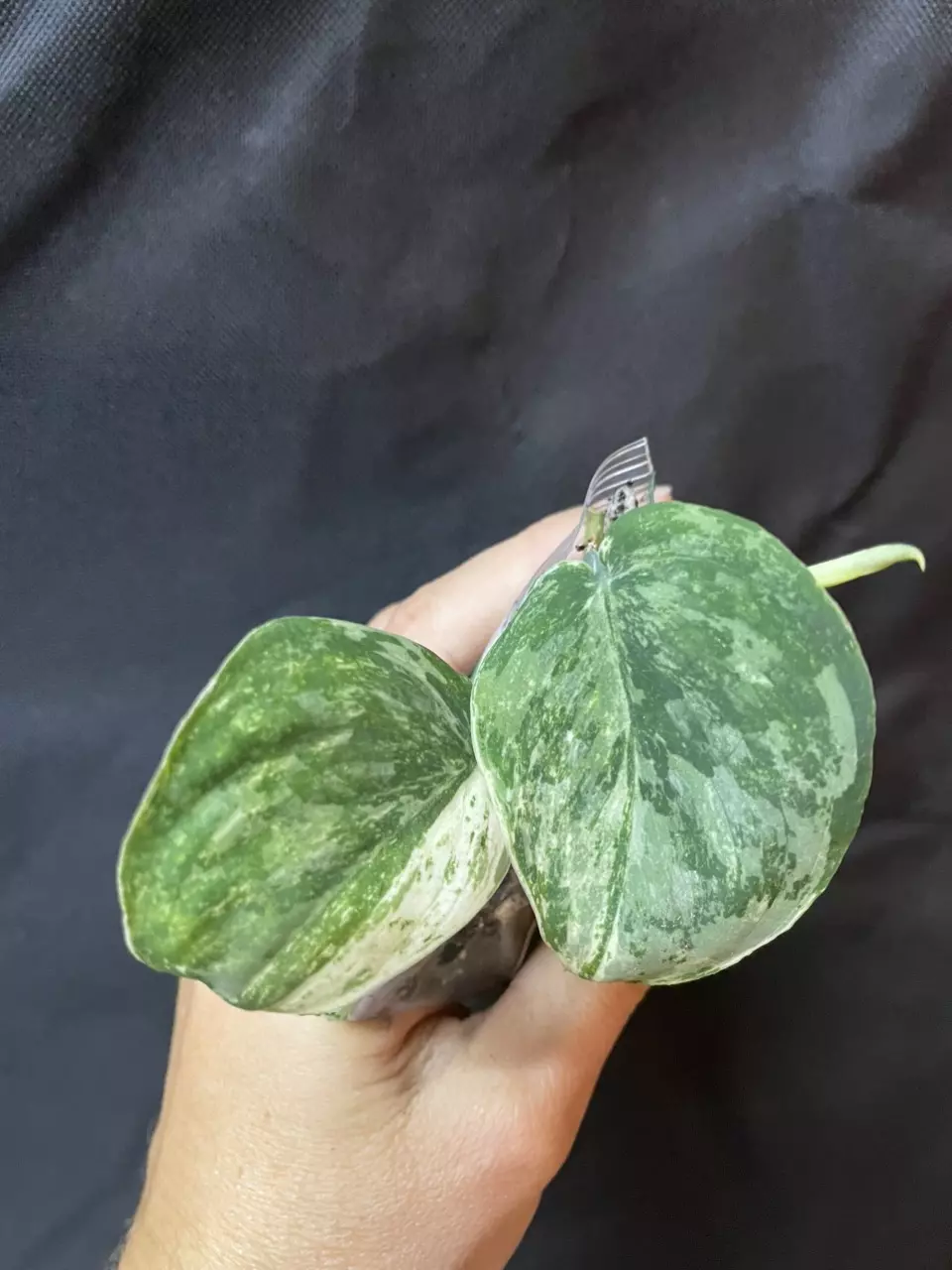 Scindapsus Hailmoon thumbnail