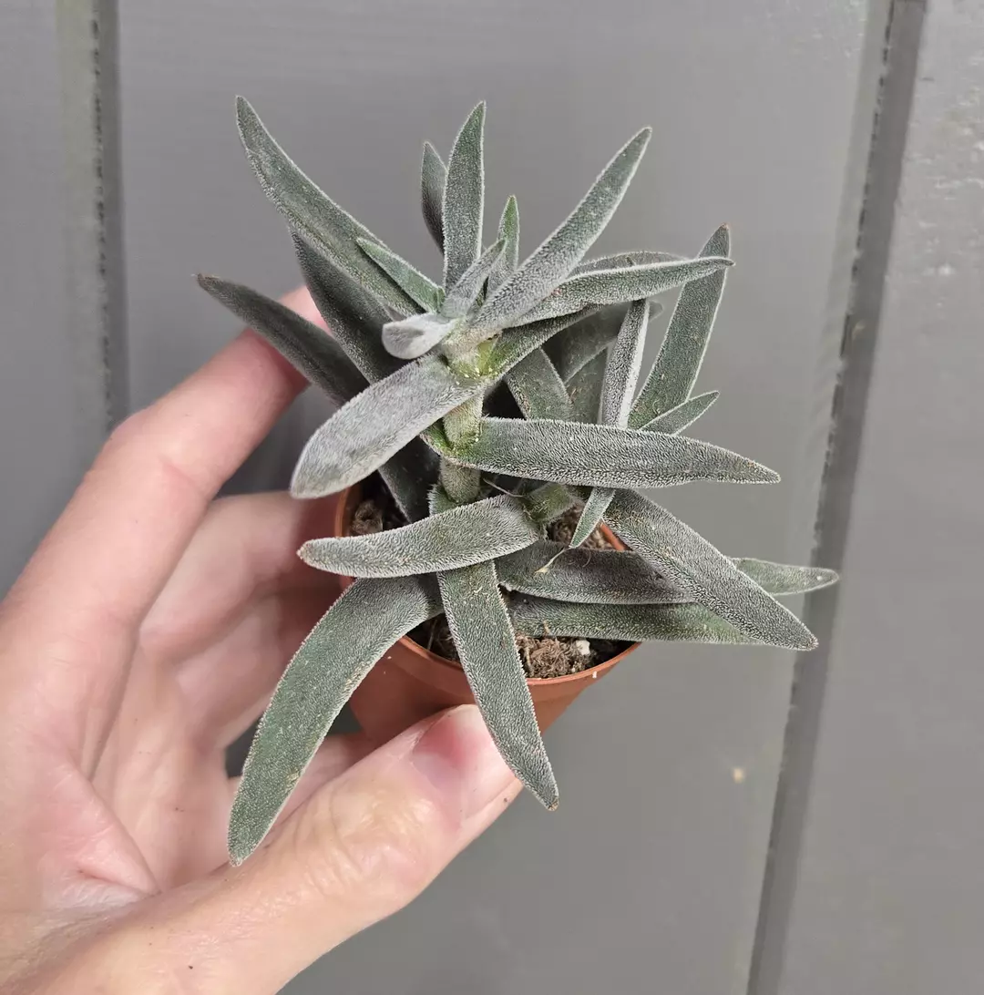 Succulent - Crassula Mesembryanthemoides 'Tenelli' - 2" pot thumbnail