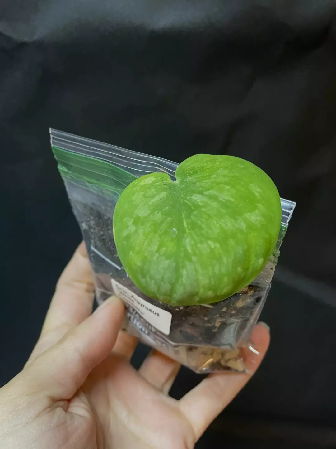 Scindapsus Black Dragon  thumbnail