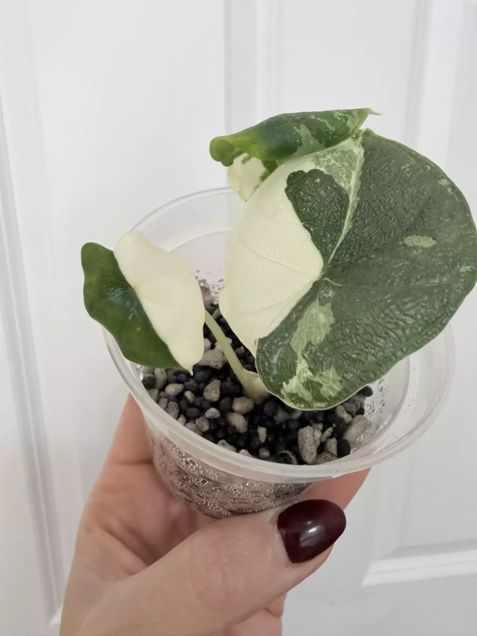 Alocasia Melo Albo thumbnail