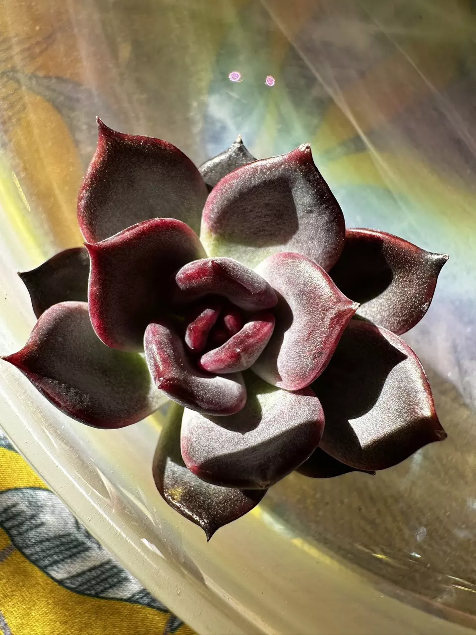 Echeveria Chocolate thumbnail