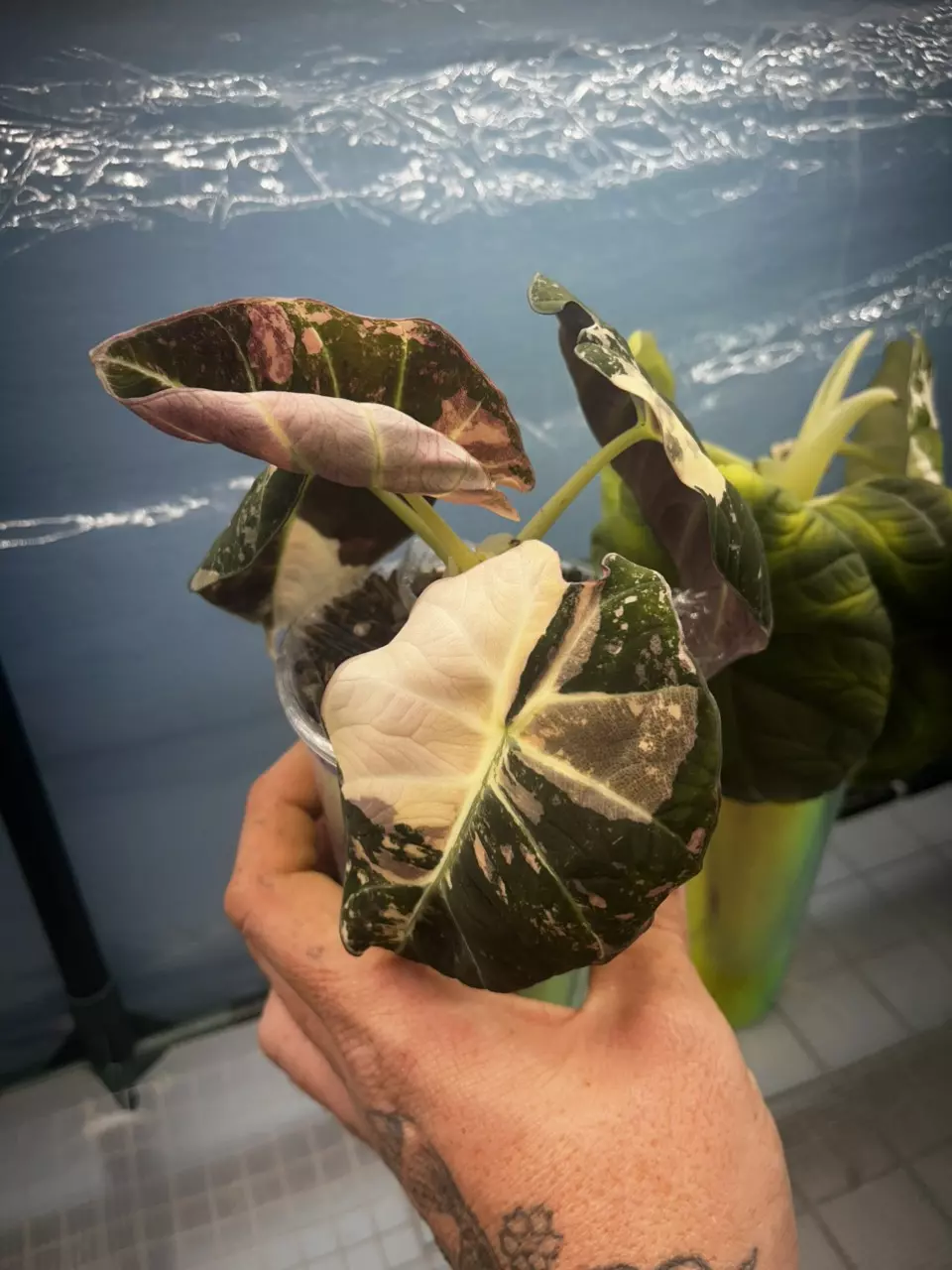 Pink Black Velvet Corm *GC* thumbnail