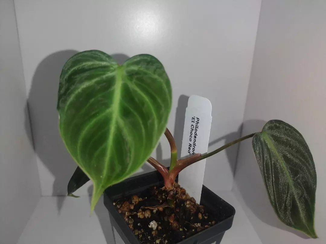 Philodendron El Choco Red thumbnail