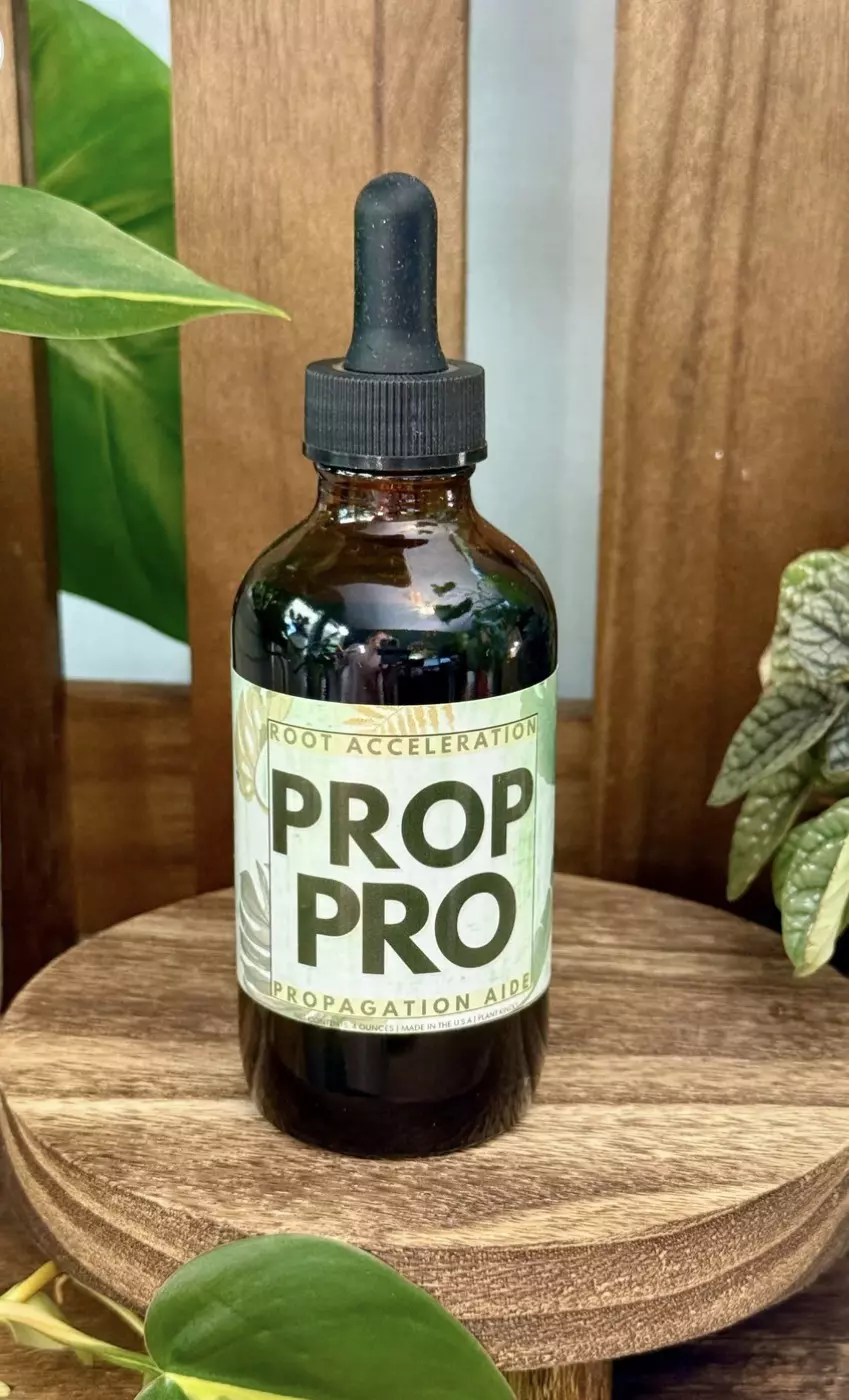 CORM CRACK thumbnail