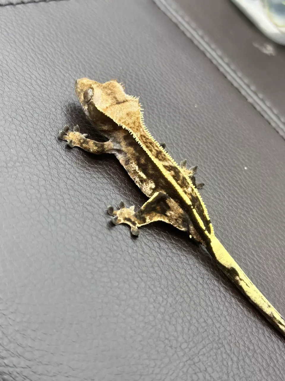 Cappuccino crested gecko thumbnail
