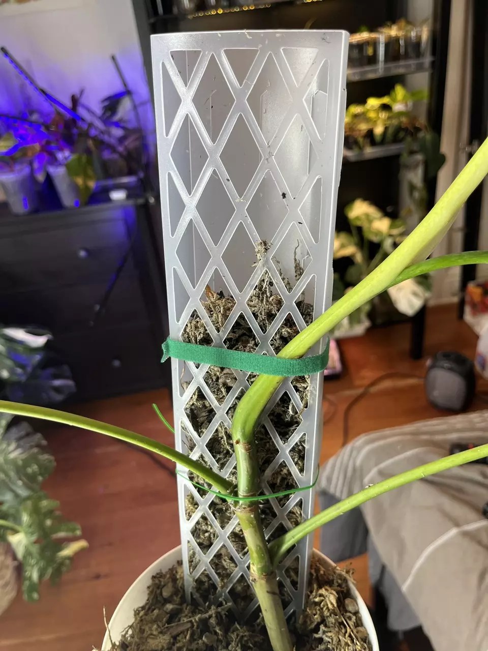 Moss pole (with or without moss) thumbnail