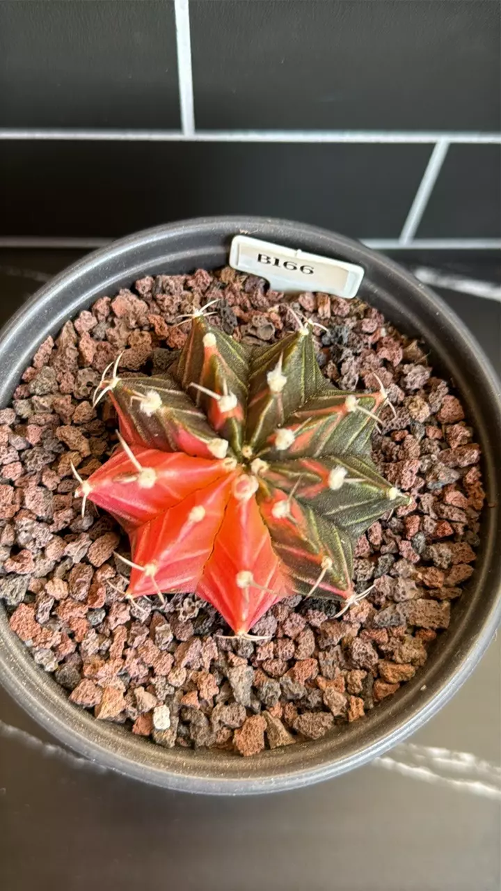 Gymnocalycium Mihanovichii Variegated thumbnail