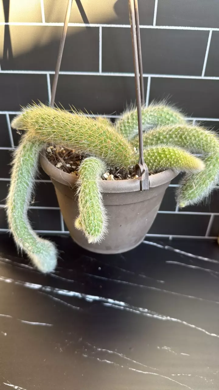 Healthy and Well-Rooted Monkey Tail Cactus thumbnail
