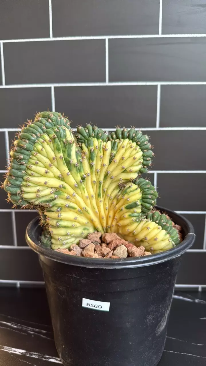Rare Crested and Variegated Cactus thumbnail