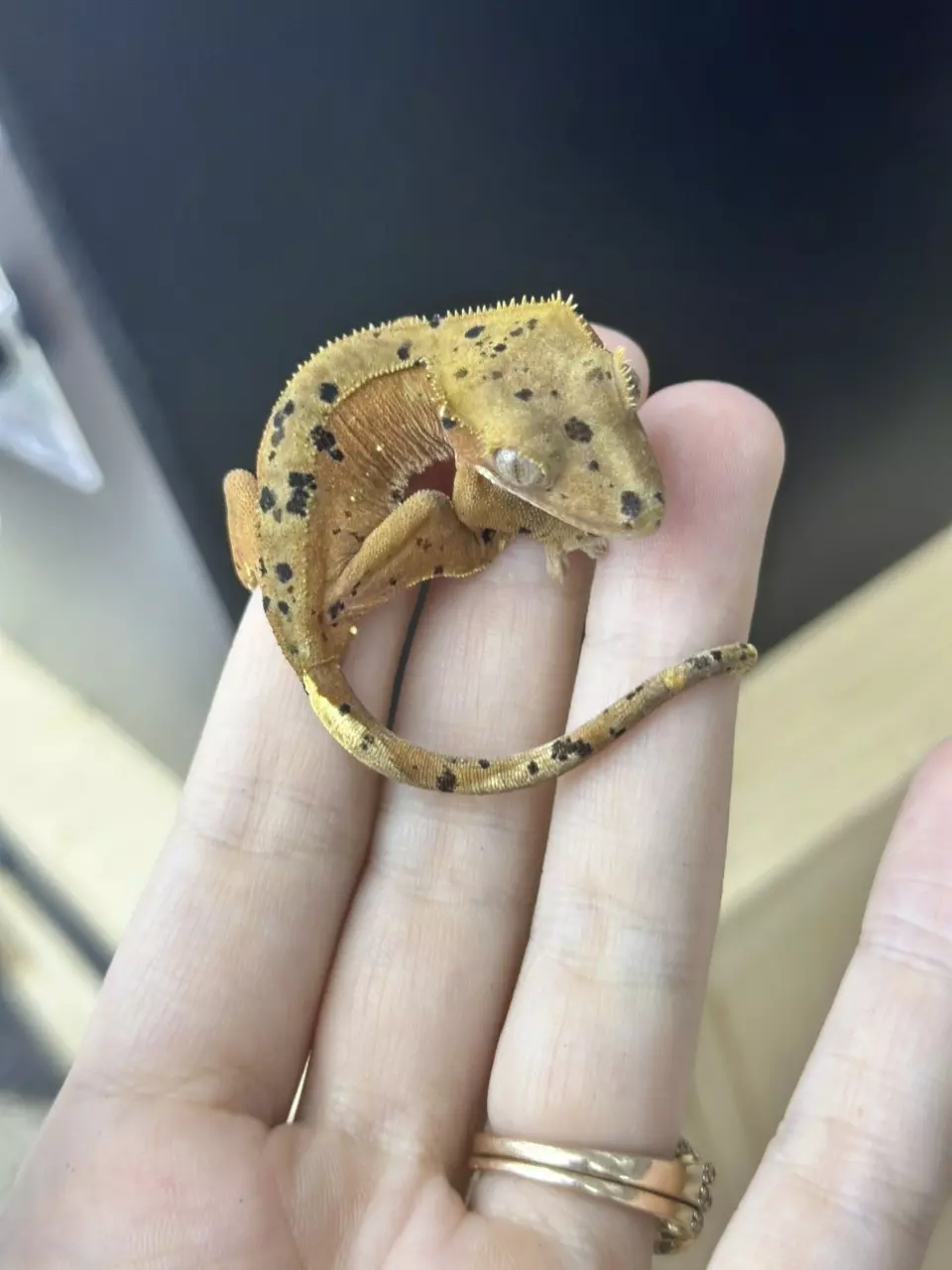 Red based Dalmatian thumbnail