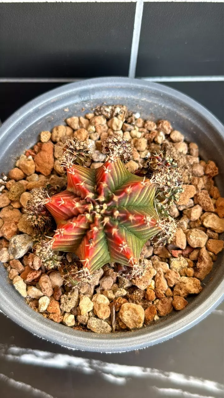 Gymnocalycium Mihanovichii “ Silamanee “ Clone  with Pups. thumbnail