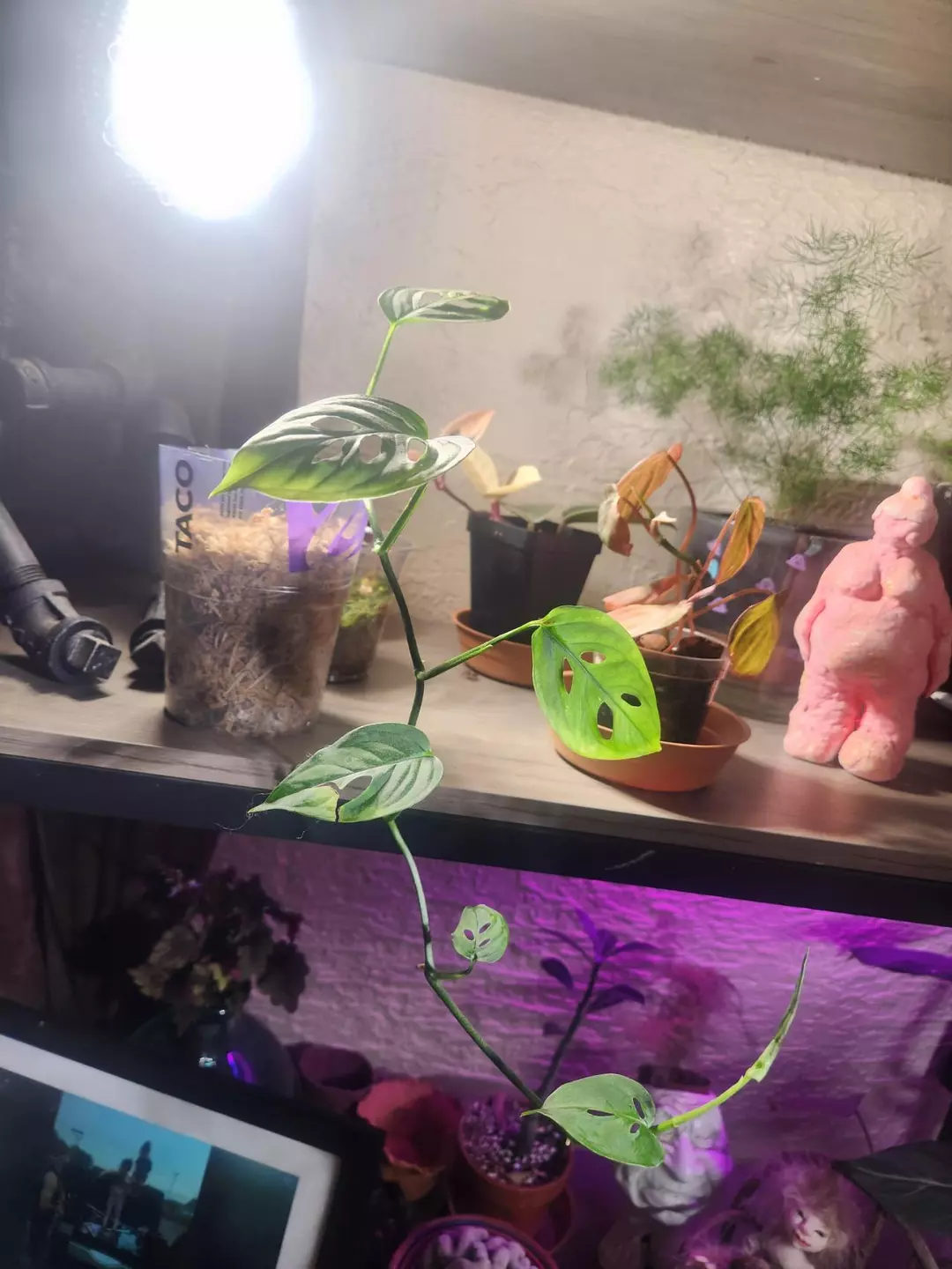 Monstera esqueleto in sphagnum moss thumbnail