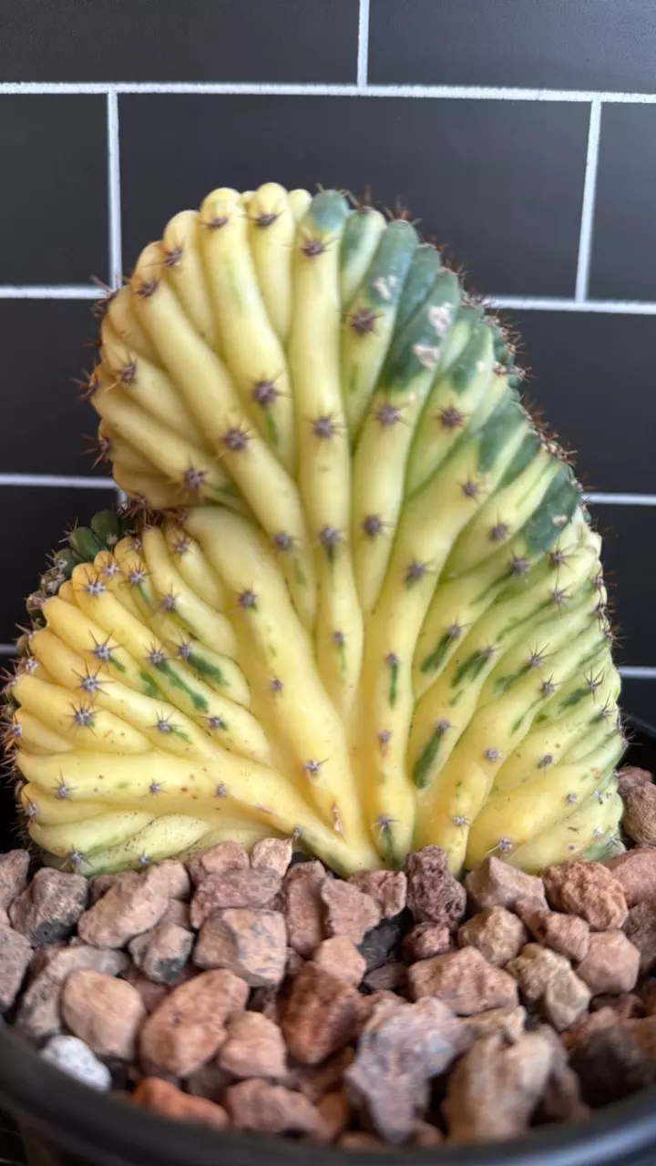 Rare Crested and Variegated Cactus thumbnail