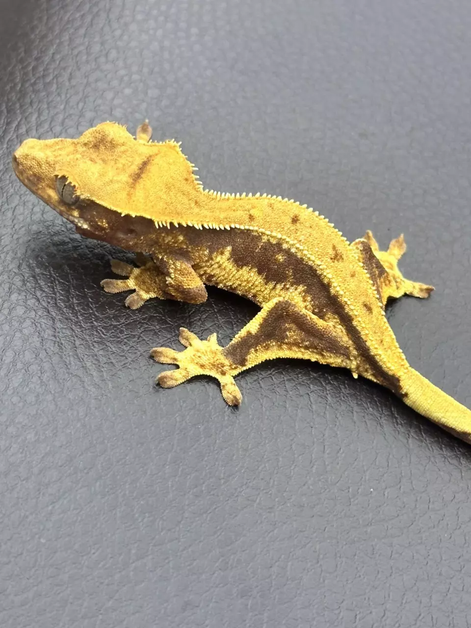Frappuccino crested gecko thumbnail