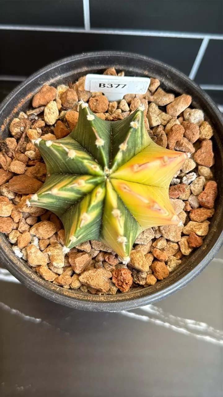 Gymnocalycium Mihanovichii Variegated thumbnail