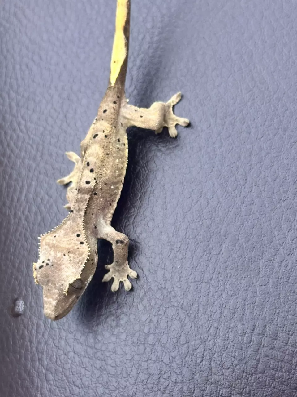 Dalmatian crested gecko thumbnail