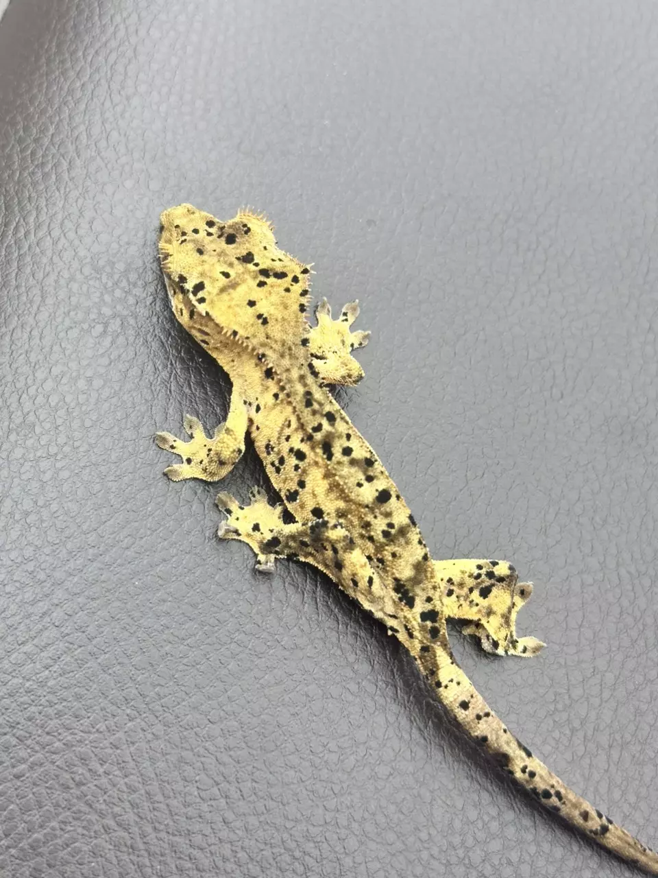 Yellow Dalmatian Crested gecko thumbnail