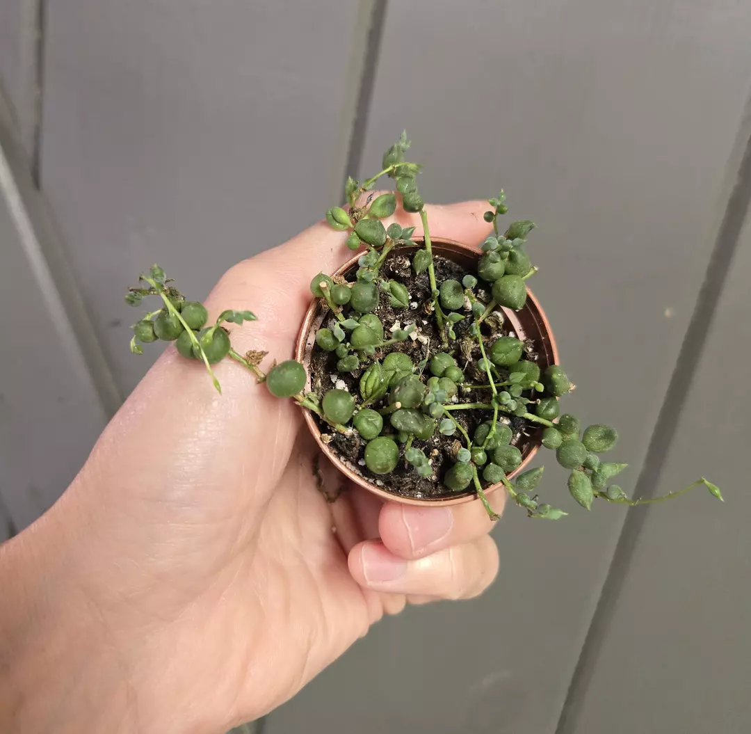 Succulent - String of Pearls - 2.25" pot thumbnail